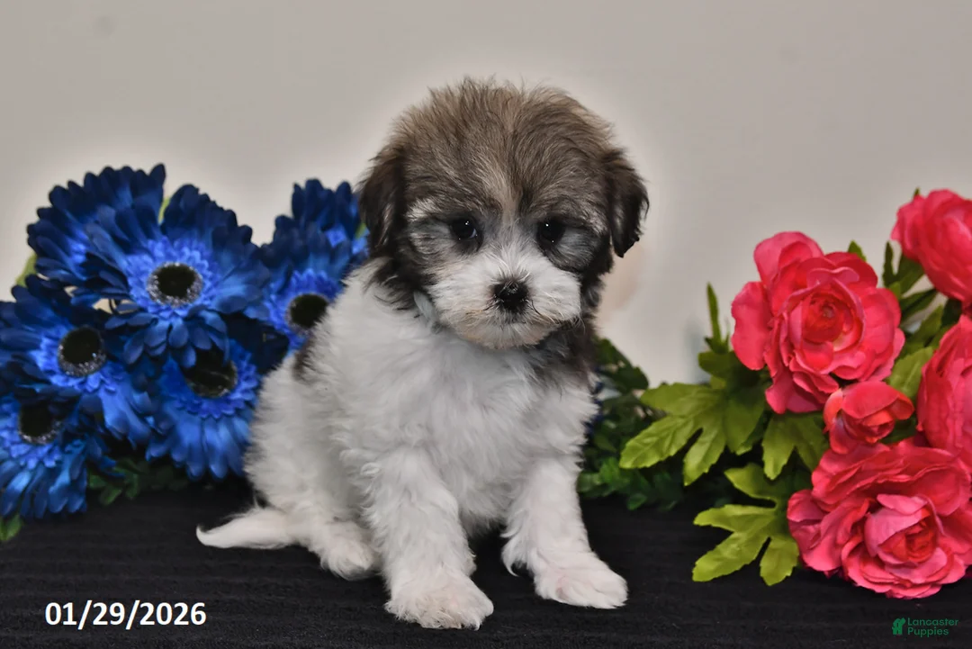 Havanese dogs for sale: Tinker - Ad 2