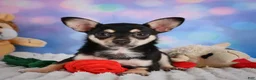 Chihuahua dogs for sale: Callie - Ad 7