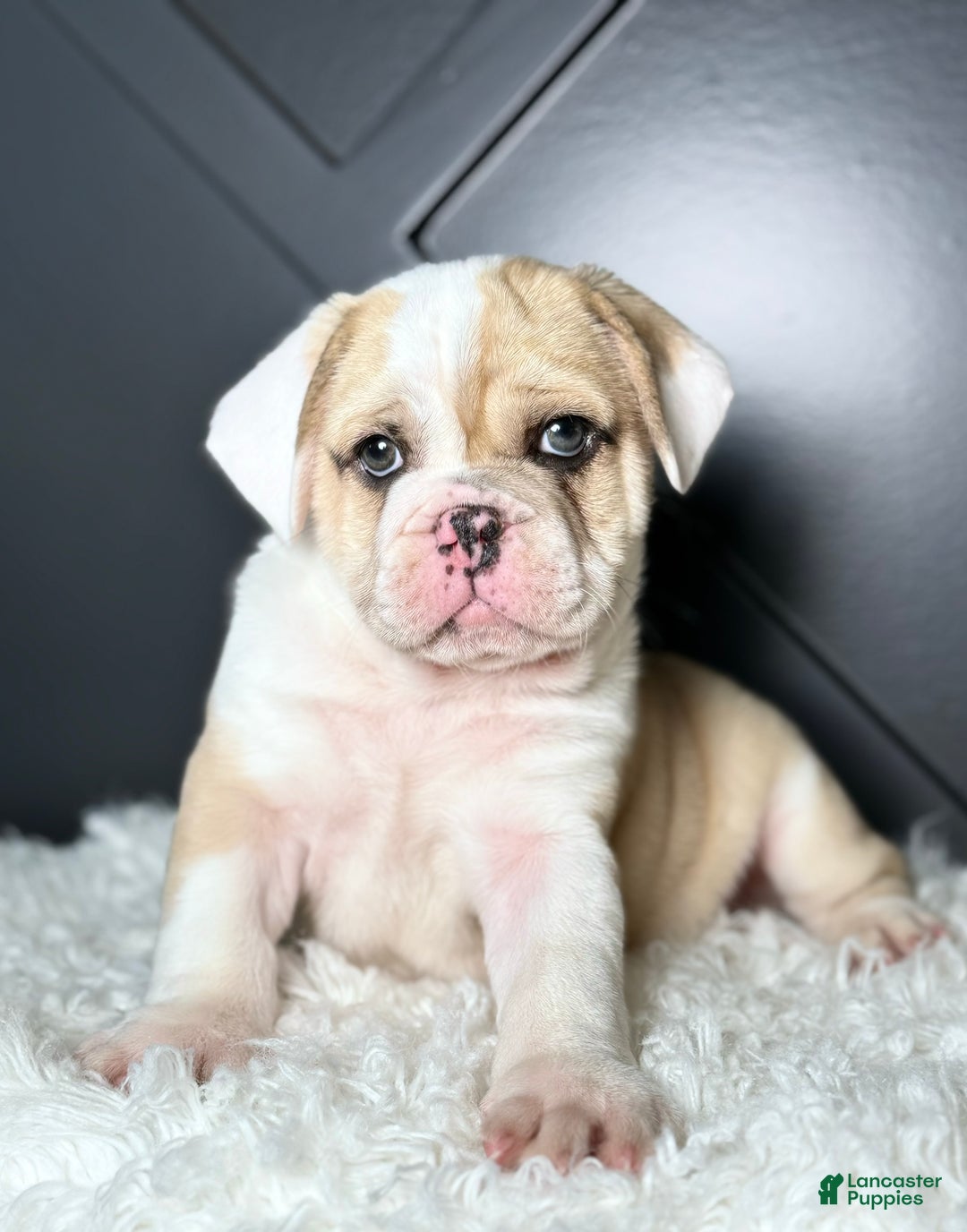 Mixed Breed dogs for sale: Bo - Ad 2