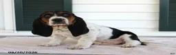 Basset Hound dogs for sale: Sky - Ad 2