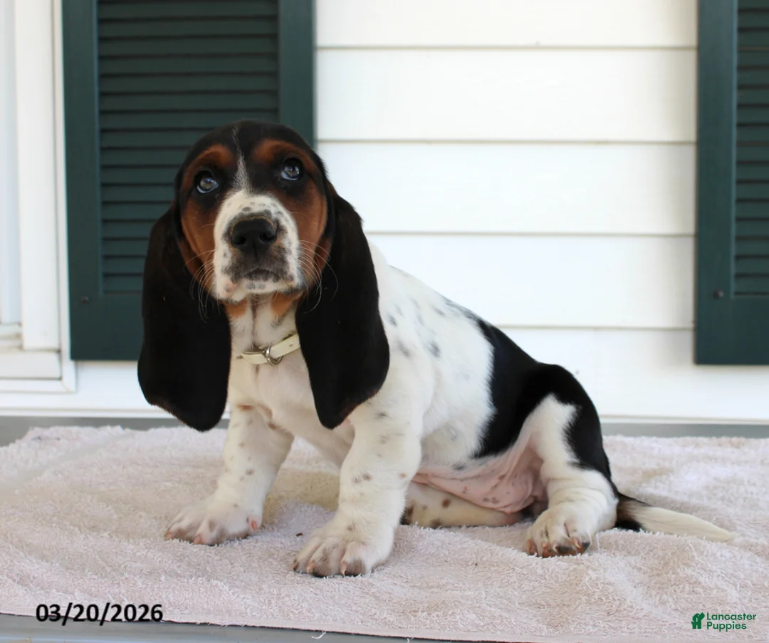 Basset Hound dogs for sale: Sky - Ad 2
