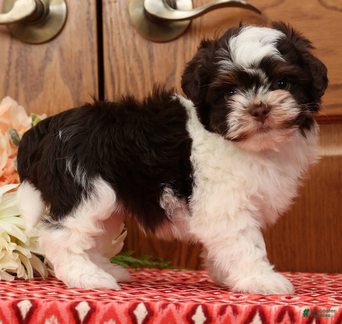 Havanese dogs Zack - Ad 2
