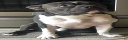 American Bully dogs for stud: SINCERE - Ad 8