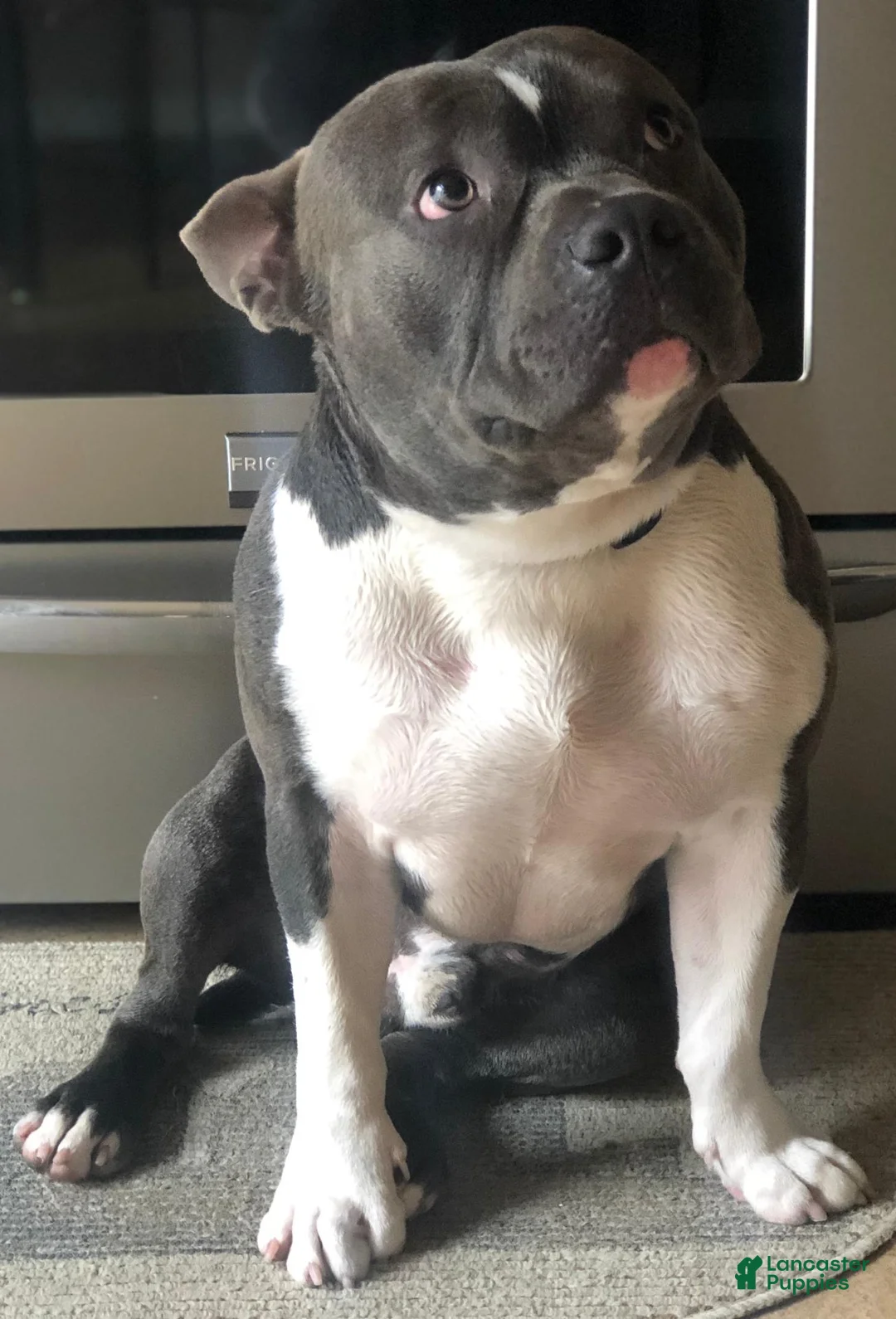 American Bully dogs for stud: SINCERE - Ad 8