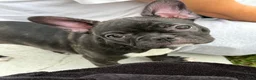 Frenchton dogs for sale: Frenchton 2 - Ad 1
