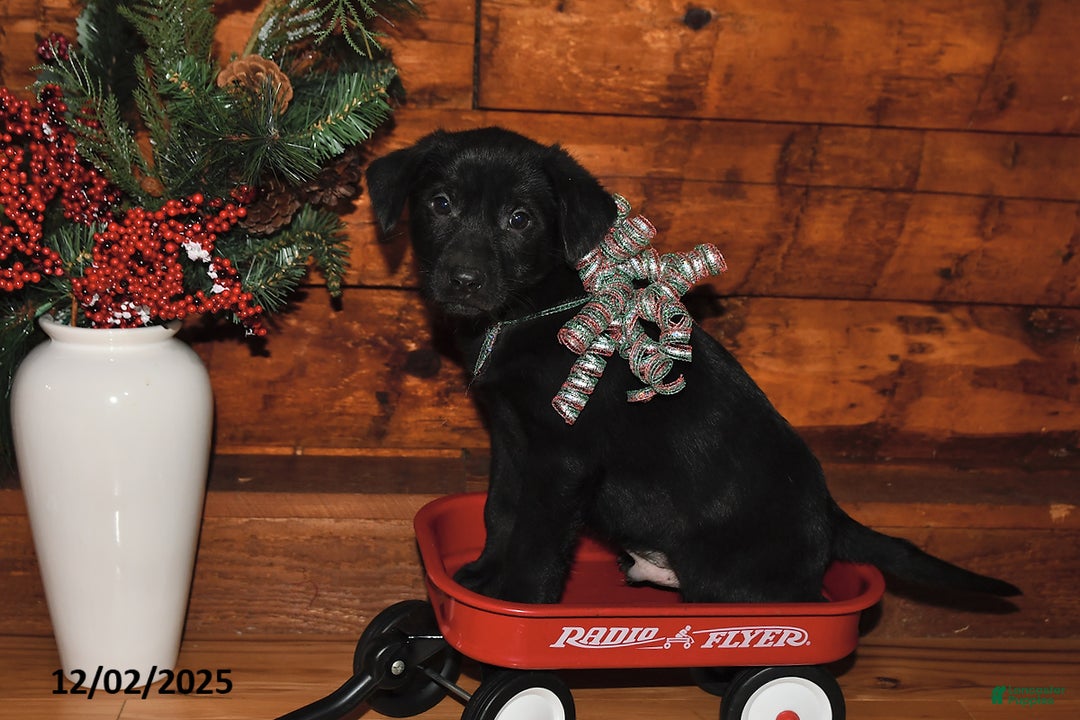 Mixed Breed dogs for sale: Rudolph - Ad 1