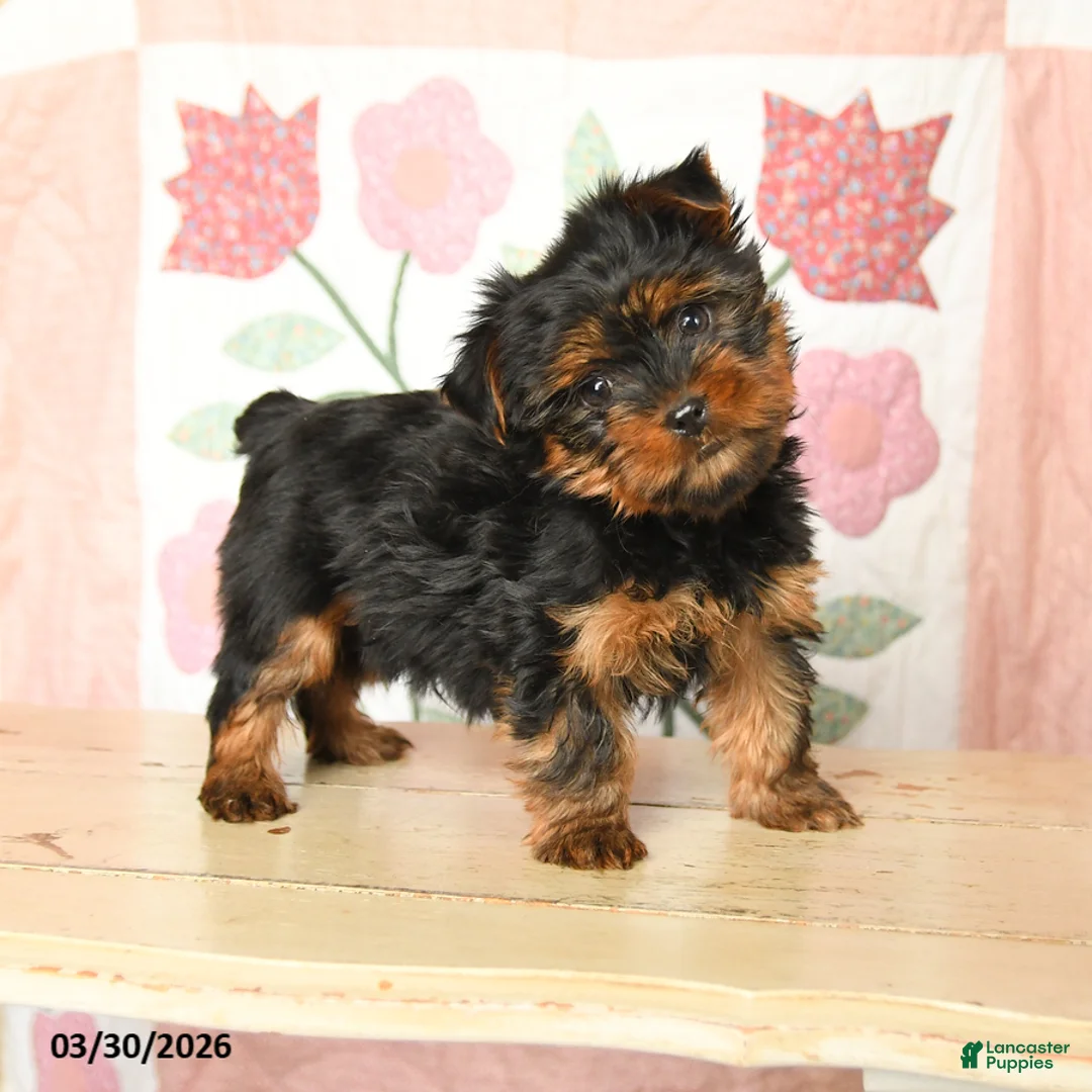 Yorkshire Terrier dogs for sale: Charlie - Ad 1