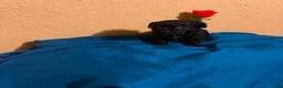 Toy Poodle dogs for sale: Toy Poodle 2 - Ad 1