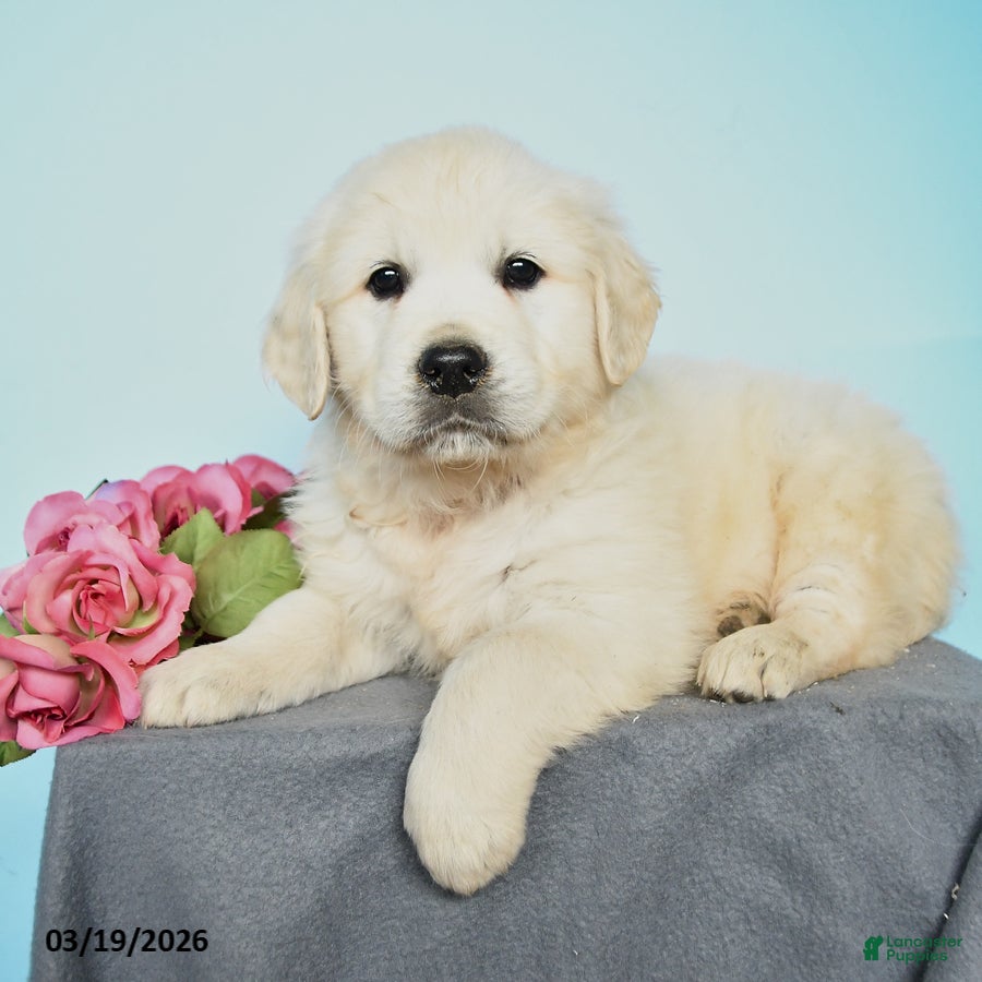 Golden Retriever dogs Duke - Ad 2
