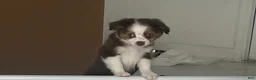 Miniature Australian Shepherd dogs for sale: Miniature Australian Shepherd 1 - Ad 2
