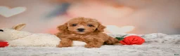 Toy Poodle dogs for sale: Haley - Ad 7