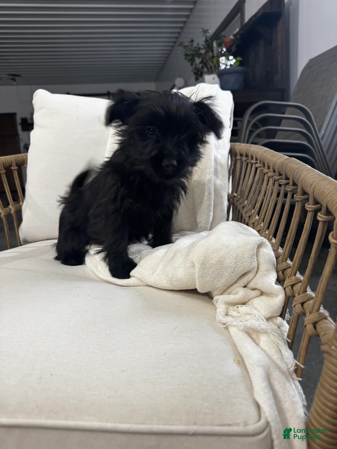 Yorkiepoo dogs for sale: Yorkiepoo Puppy 1 - Ad 6