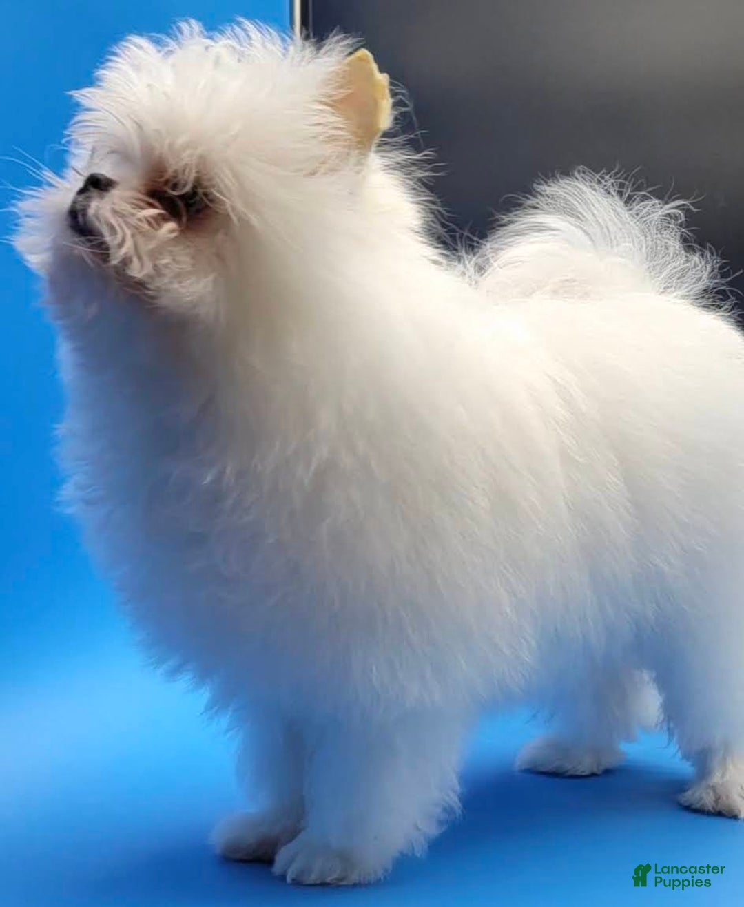 Pomeranian dogs for sale: Casper - Ad 4