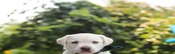 Labrador Retriever dogs for sale: Julep - Ad 5