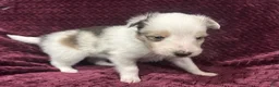 Shetland Sheepdog dogs for sale: Daisy - Ad 1