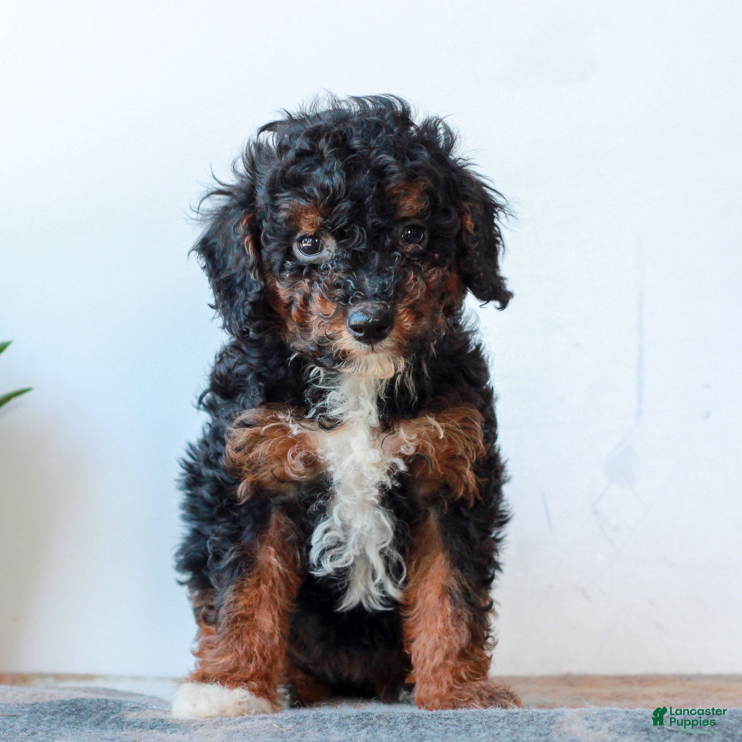 Miniature Poodle dogs Cora  - Ad 1
