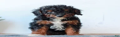 Cora 