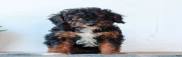 Miniature Poodle dogs for sale: Cora  - Ad 1