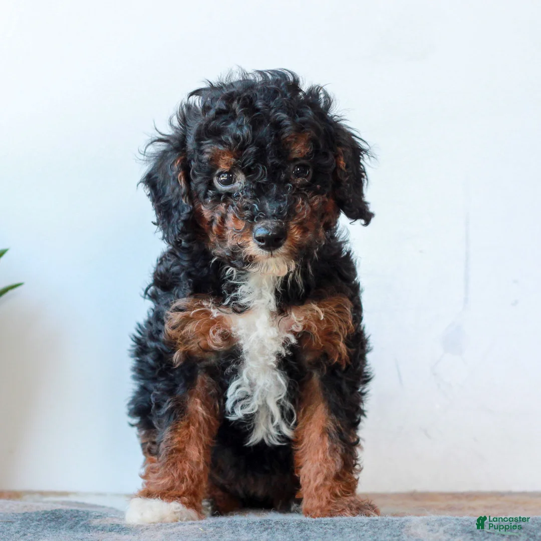 Miniature Poodle dogs for sale: Cora  - Ad 1