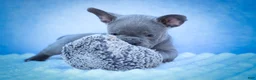 Frenchton dogs for sale: Quinn - Ad 23