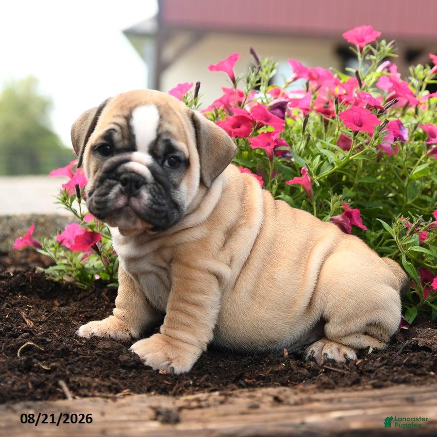 English Bulldog dogs Yana - Ad 1