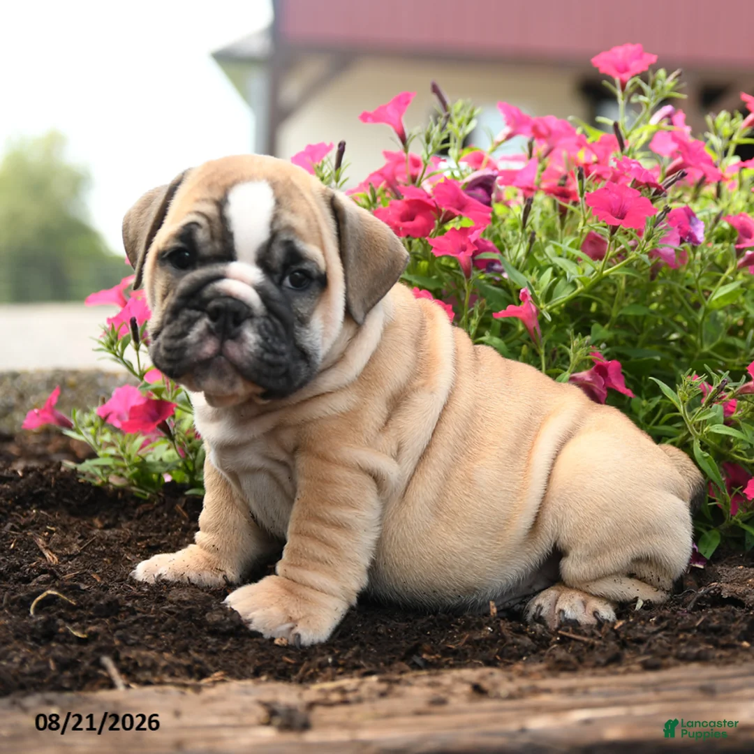 English Bulldog dogs for sale: Yana - Ad 1