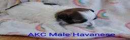 Havanese dogs for sale: Red Sable&White Parti Male - Ad 3