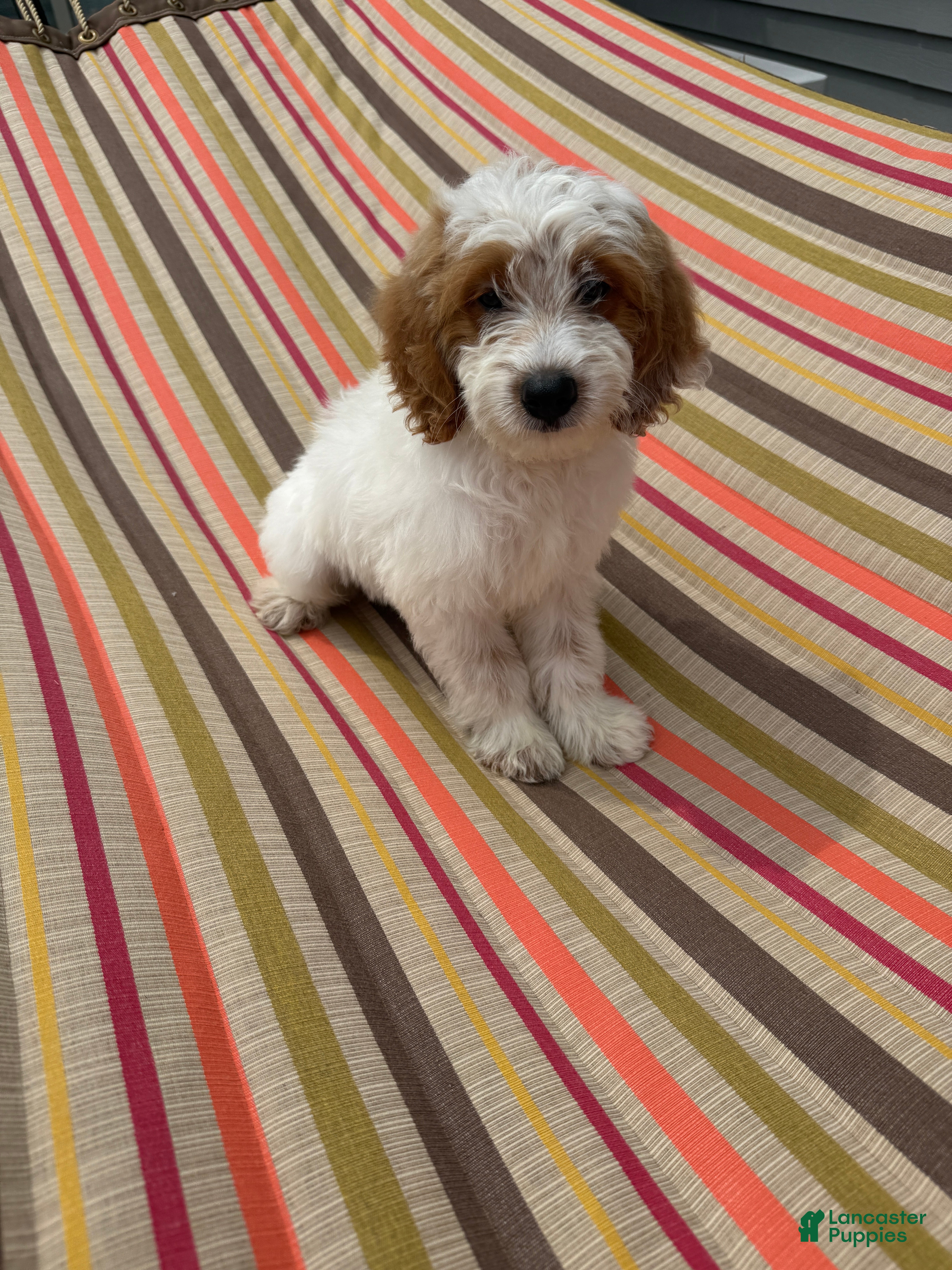 Mini Goldendoodle dogs Archie - Ad 1