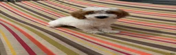 Mini Goldendoodle dogs for sale: Archie - Ad 1