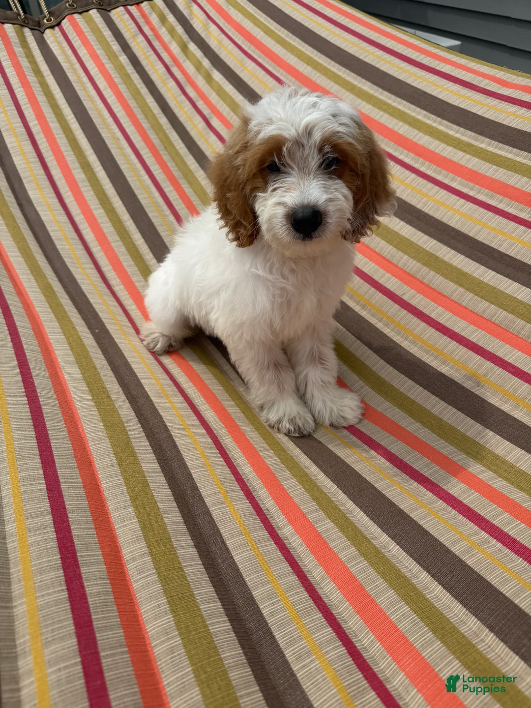 Mini Goldendoodle dogs for sale: Archie - Ad 1