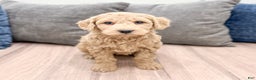 Goldendoodle dogs for sale: Biscuit - Ad 7