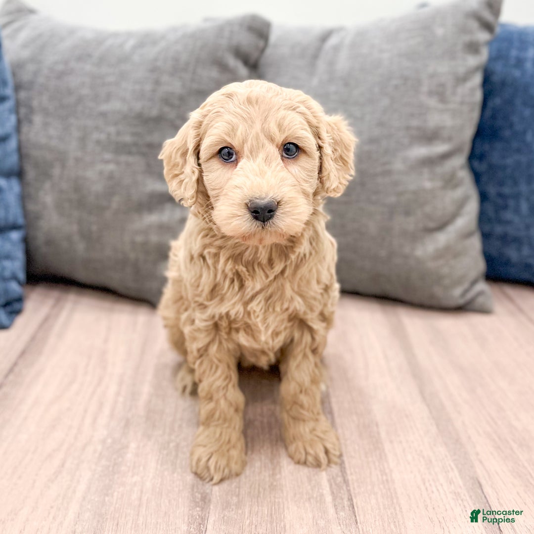 Goldendoodle dogs for sale: Biscuit - Ad 7