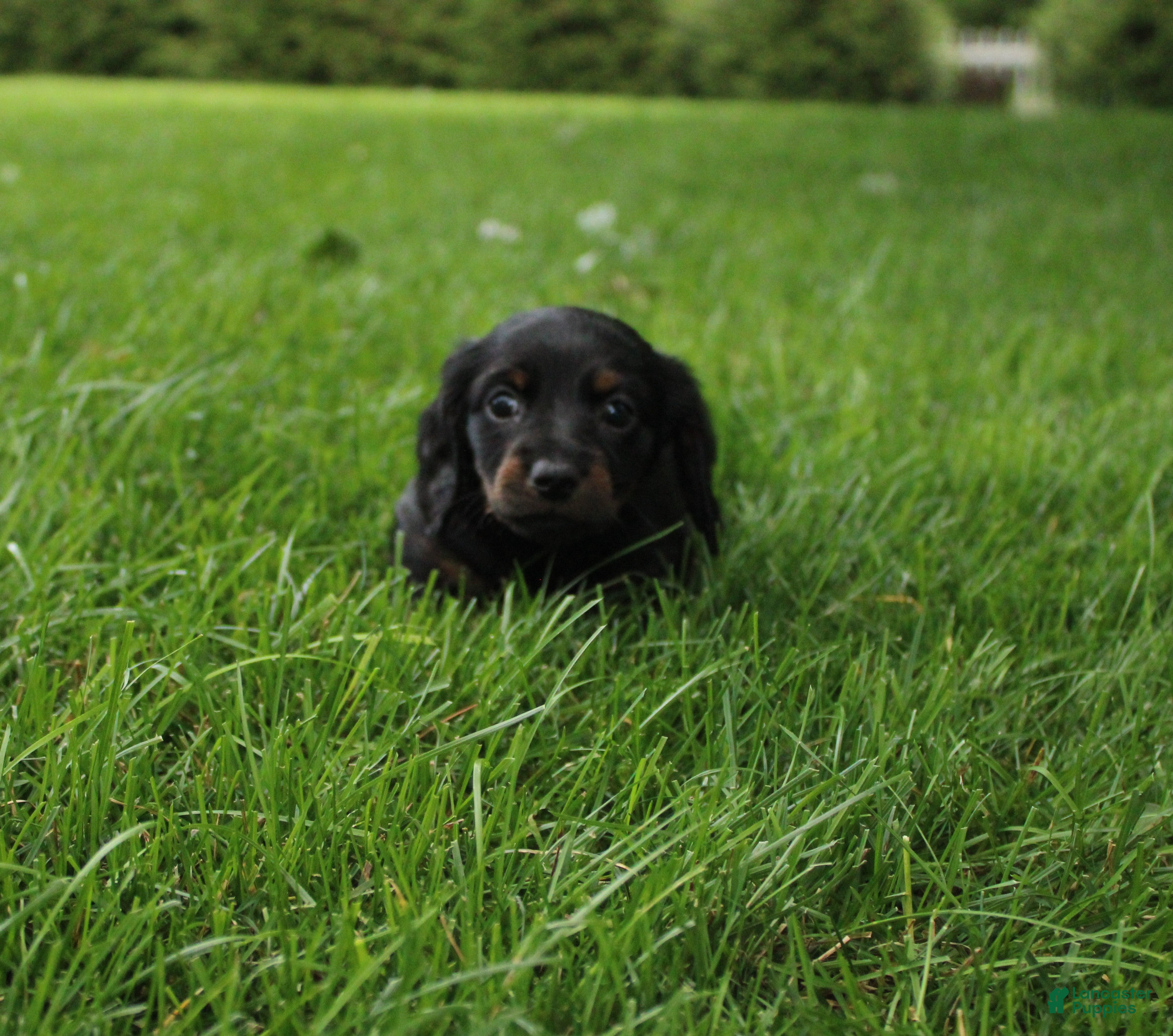 Dachshund dogs IKE - Ad 1