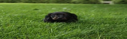 Dachshund dogs for sale: IKE - Ad 1