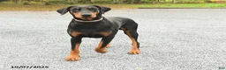 Doberman Pinscher dogs for sale: Penny - Ad 7