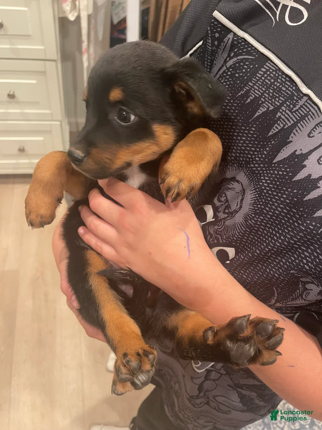 Mixed Breed dogs for sale: boy 4 Rumor - Ad 2