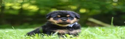 Rottweiler dogs for sale: Thor - Ad 5