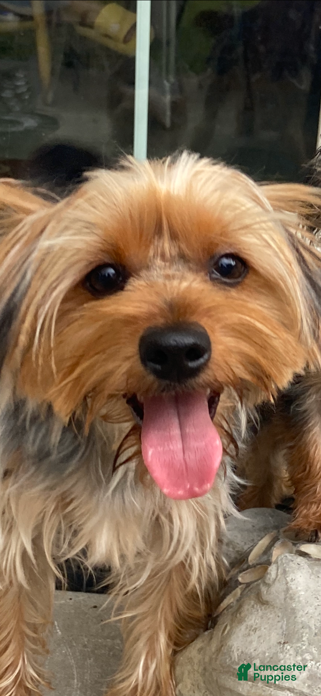 Yorkshire Terrier dogs for sale: Yorkshire Terrier Puppy 5 - Ad 3