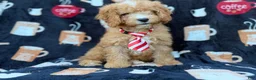 Cavapoo dogs for sale: Milo  - Ad 1