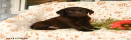 Labrador Retriever dogs for sale: Melvin - Ad 1