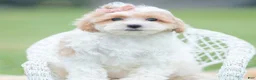 Maltipoo dogs for sale: Boop - Ad 5