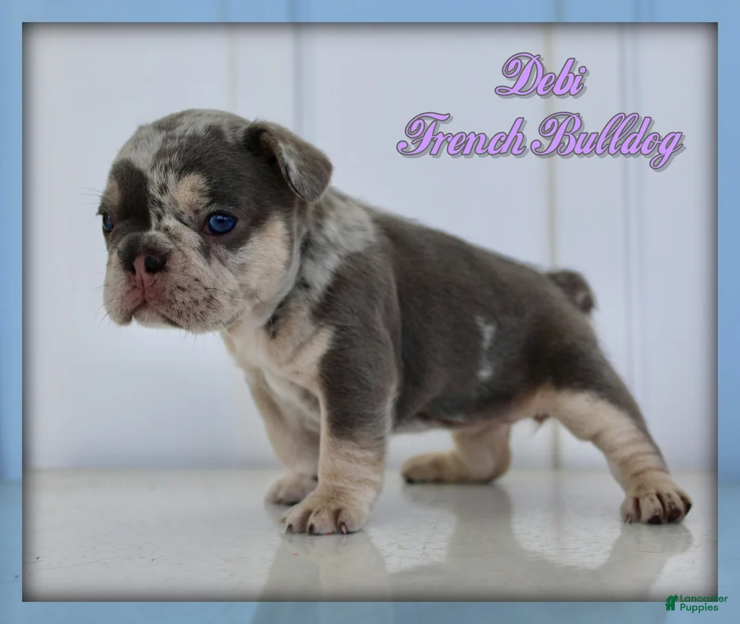 French Bulldog dogs for sale: Debi - Ad 1