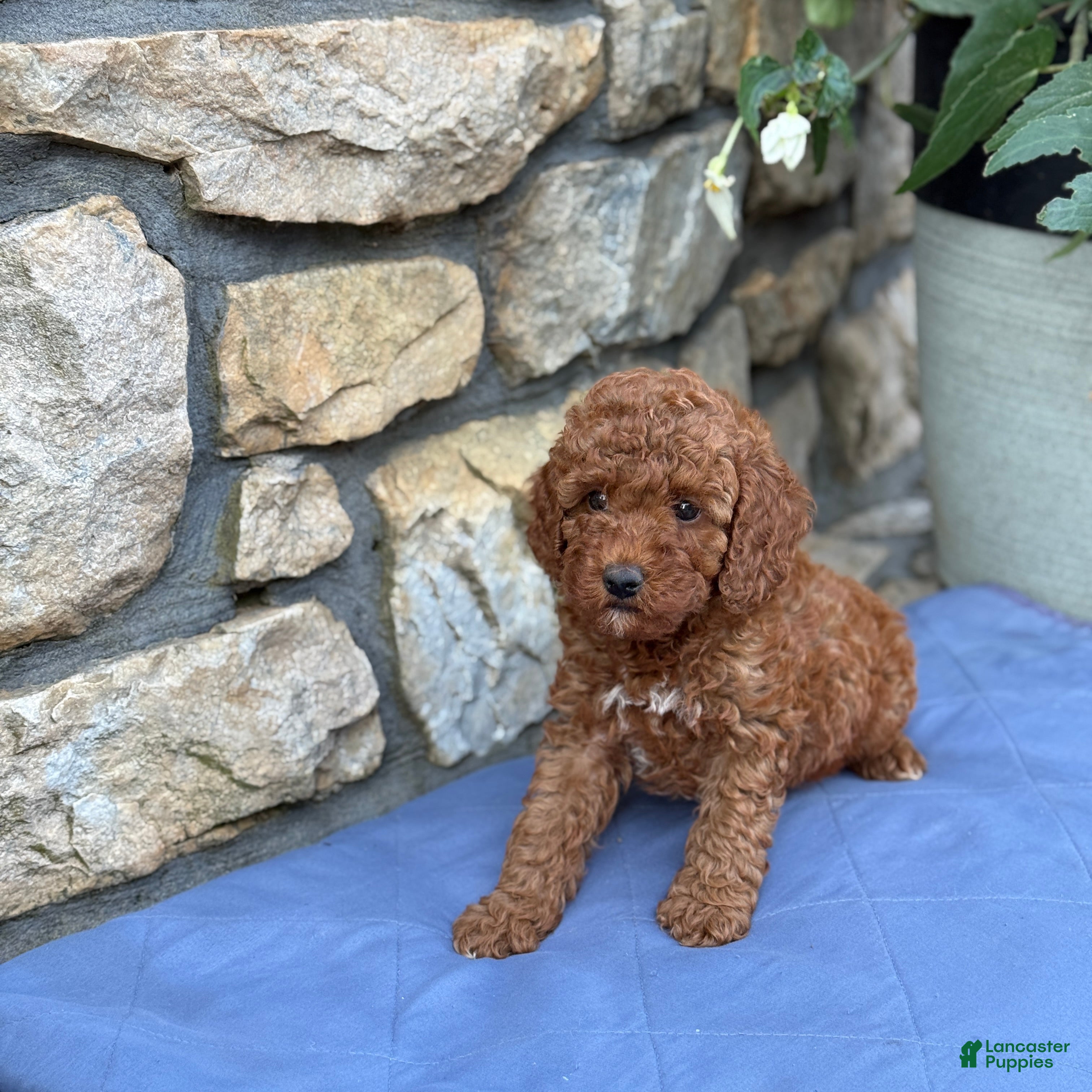 Miniature Poodle dogs Murphy - Ad 2