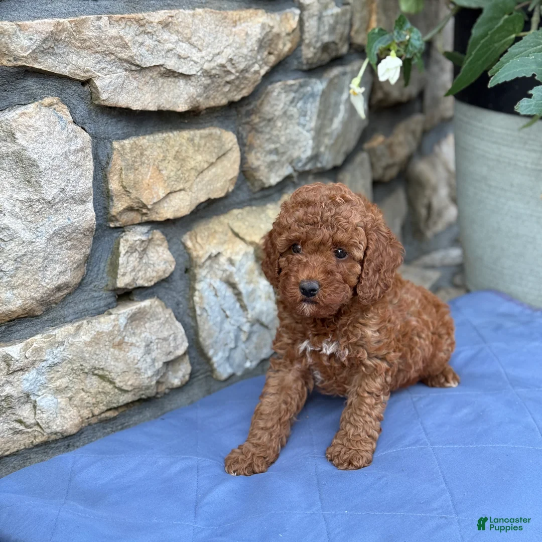 Miniature Poodle dogs for sale: Murphy - Ad 2