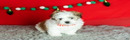 Teddy Bear dogs for sale: milo - Ad 1