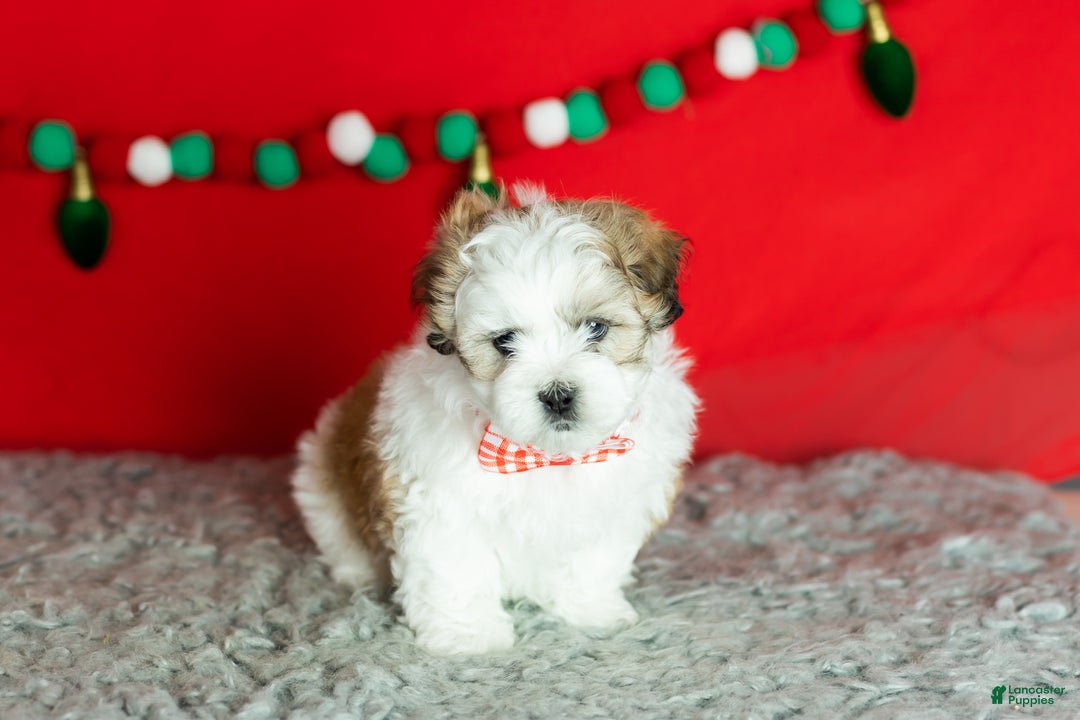 Teddy Bear dogs for sale: milo - Ad 1