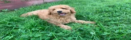 Miniature Poodle dogs for sale: Dicky - Ad 3