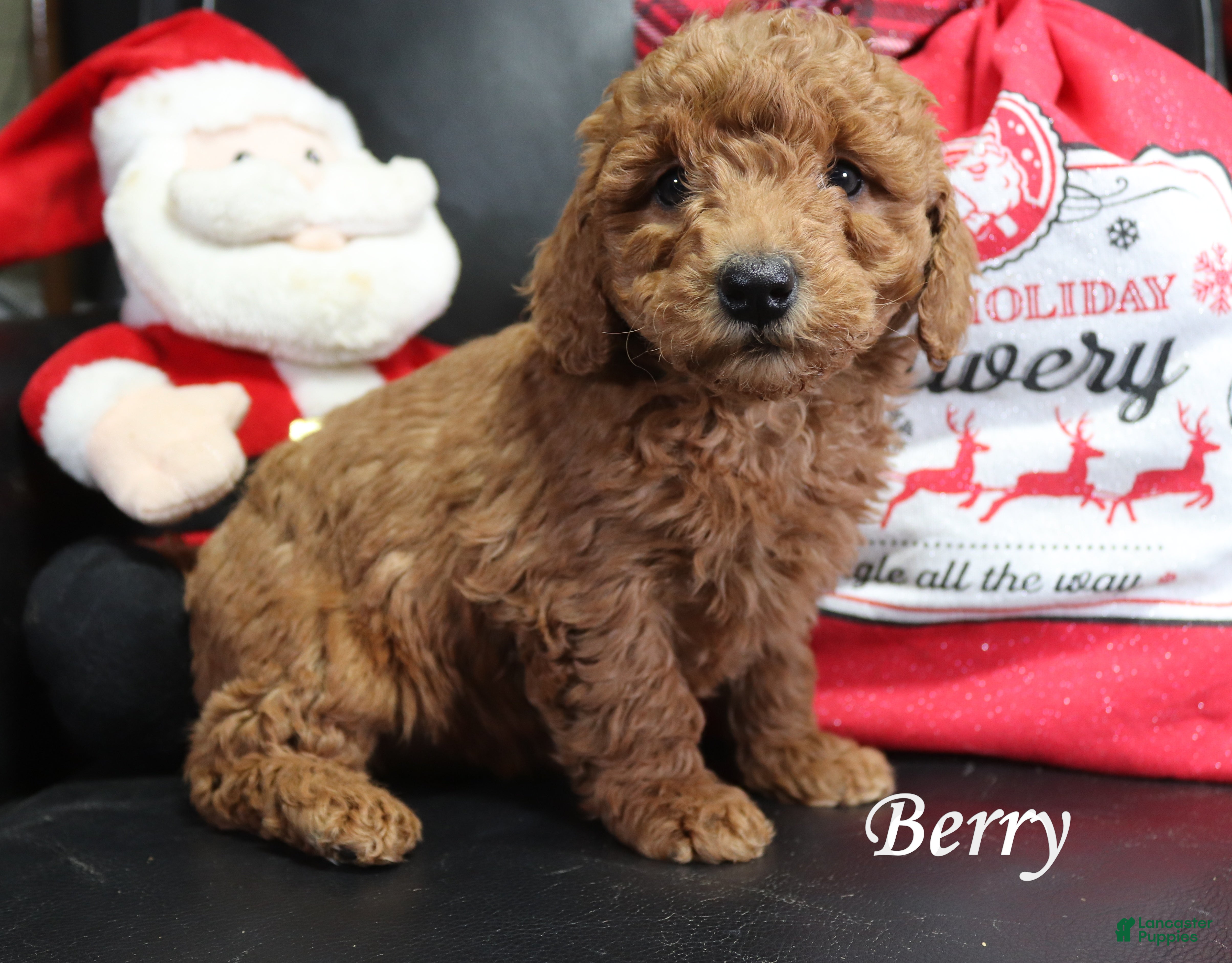 Mini Goldendoodle dogs Berry - Ad 4