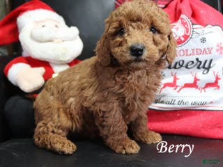 Mini Goldendoodle dogs for sale: Berry - Ad 1