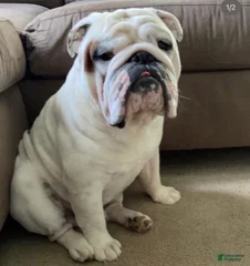 Duke